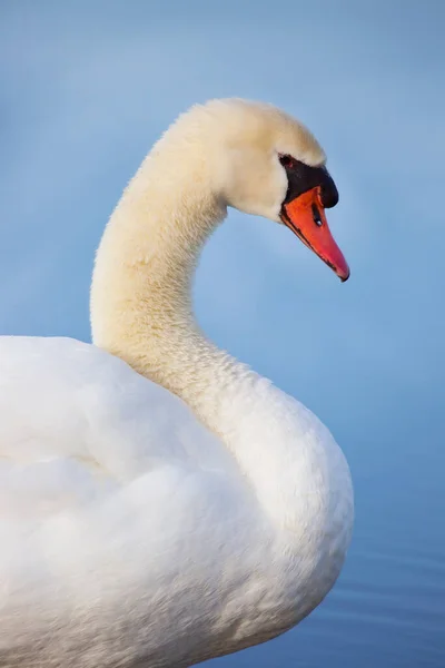 Cigno Bianco Sfondo Blu — Foto Stock