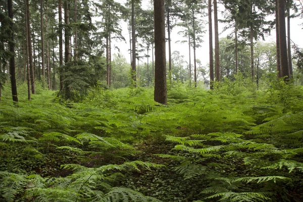 Schöner Wald Den Bergen — Stockfoto