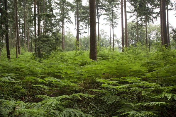 Vacker Skog Bergen — Stockfoto