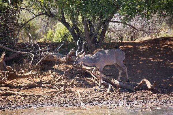 Większe Kudu Tragelaphus Strepsiceros — Zdjęcie stockowe