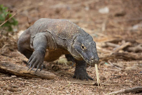 Közeli Felvétel Komodo Sárkány Természetes Élőhelyen — Stock Fotó