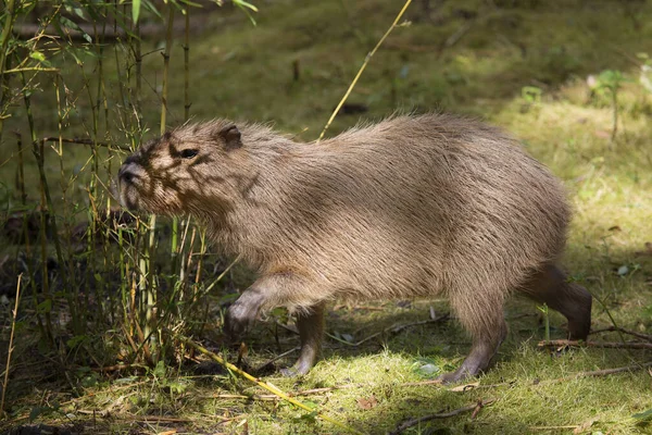 Capybara Hydrochoerus Hydrochaeris Dinleniyor — Stok fotoğraf