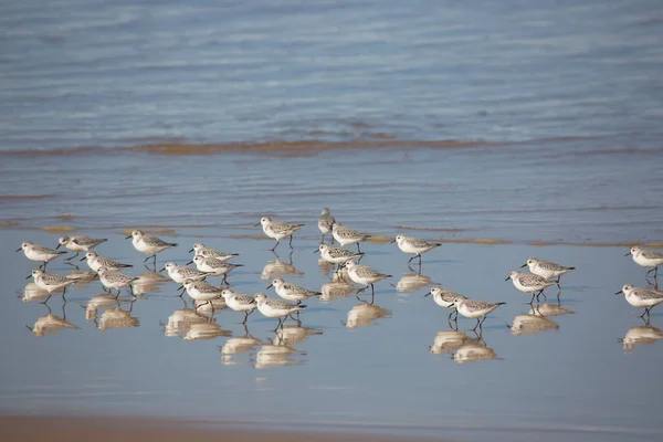 Gaviotas Playa Portugal — Foto de Stock