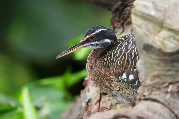 Nahaufnahme Des Schönen Vogels — Stockfoto