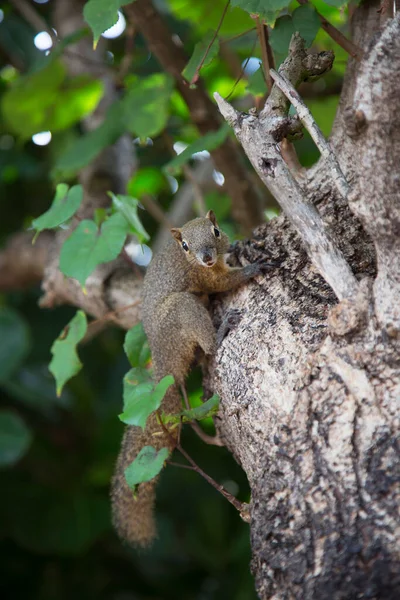 Spitzwegerich Oder Dreifarbiges Eichhörnchen Callosciurus Notatus Klettert Auf Einen Baumstamm lizenzfreie Stockfotos