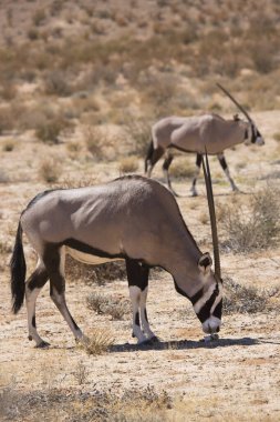 Gemsbok sürüsü ya da Güney Afrika antilobu, Afrika antilobu ceylanı Kalahari çölündeki kuru otların arasında yürüyor ve otluyor.