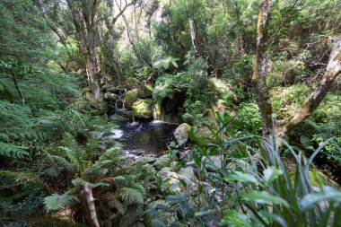 Ormanın güzel manzarası