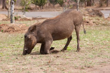 Kahverengi bir gergedanın yakın plan fotoğrafı.