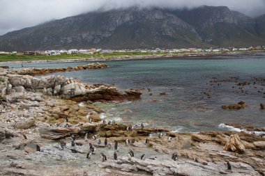 Penguenli kayalık sahil manzarası ve güzel doğa manzarası