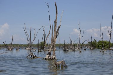 Alçakta uzanan orman, ölü ağaçlar ve kütüklerle sonuçlanır.