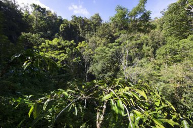 Bir sürü ağacı olan yeşil orman.