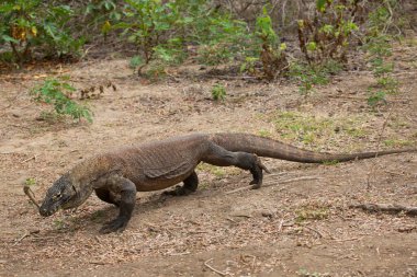 Komodo Ejderhası doğal yaşam alanında, Komodo Parkı, Endonezya