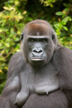 Hayvanat bahçesindeki goril, doğal yaşam alanı.