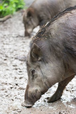 Ormanda gri yaban domuzu