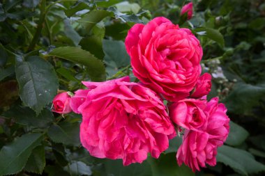 Bahçedeki güzel çiçek manzarası