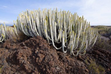 Kaktüs bitkileriyle volkanik vadi manzarası