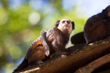 Beyaz başlı ya da kıvrık kulaklı marmoset, Callithrix Geoffroyi, bir dala dikiş atıyor.