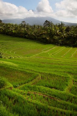 Çeltik tarlaları ya da pirinç bitkilerinin yetiştiği Sawa arazisi