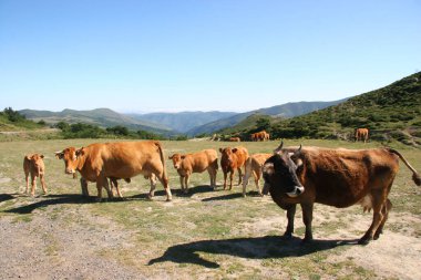 Dağlarda otlayan inekler.  