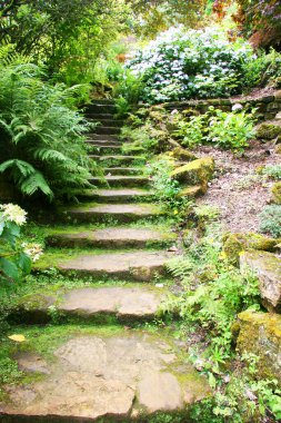 Ormanda yeşil yosun