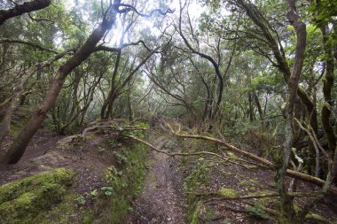 Ormanın güzel manzarası, doğa manzarası.