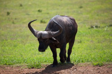 Savanadaki siyah boğa