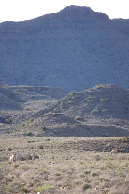 Büyük Kudu, yayılım gösterir: strepsiceros