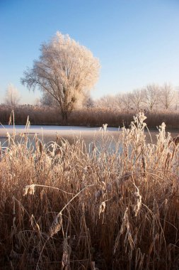 Kış mevsiminde bir park manzarası
