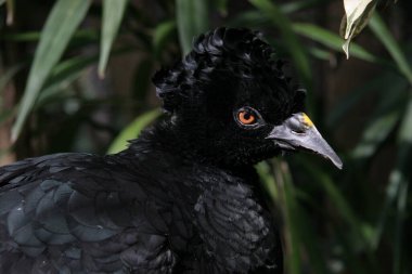 hayvanat bahçesinde siyah kuş