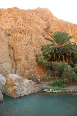 Çöldeki palmiye ağaçlarının manzarası