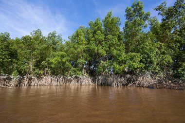 Tropikal bir nehrin kıyısında ayakta duran mangrov ağacı kökleri