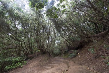 Ormanın güzel manzarası, doğa manzarası.