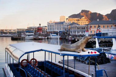 Capetown 'un güzel manzarası 