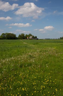 Çiçeklerle dolu güzel yeşil yaz