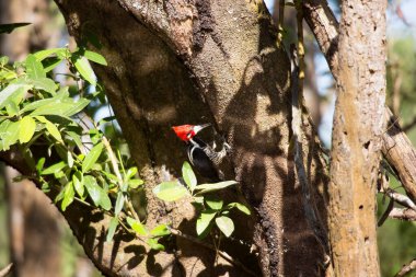 Bir kuş ağaç dalında oturuyor.