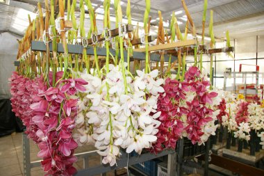 Bahçedeki güzel çiçekler