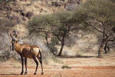 Yaygın tsessebe veya sassaby, Damaliscus lunatus, alt türler lunatus, kuru çayırlarda otlayan