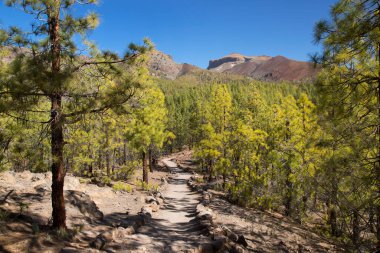 Parlak güneş ışığında subtropikal orman sahnesi