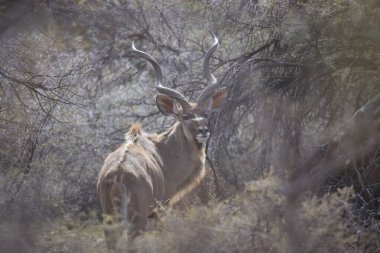 Büyük Kudu, yayılım gösterir: strepsiceros