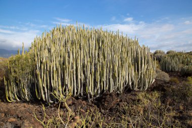 Kaktüs bitkileriyle volkanik vadi manzarası