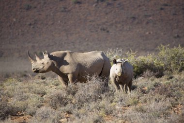 Kara gergedan, Diceros bicornis, Karoo çölü vadisinde alçak çalılıklarda yürüyor.