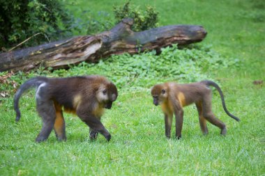 Genç maymunlar doğada