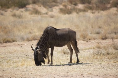 Siyah antilop ya da beyaz kuyruklu gnu, Connochaetes Gnou, açık ovalarda yürüyor.