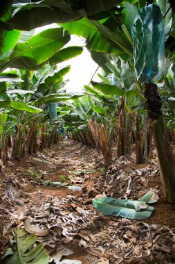 Tarlada yetişen muz bitkileri