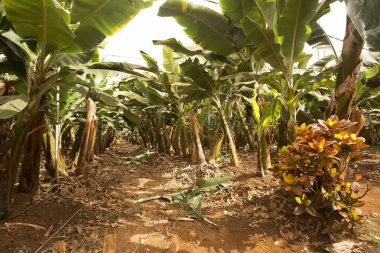 Tarlada yetişen muz bitkileri