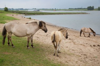 Hollanda kıyıları boyunca başıboş gezen vahşi Konik atları sürüsü.