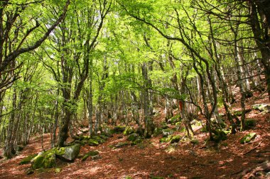 Ormanla güzel bir manzara.