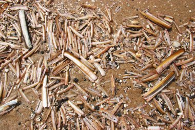 Kumsalda ensis yığını