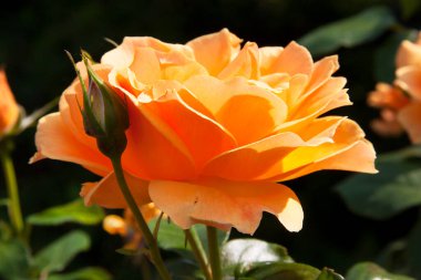 Parlak gün ışığında güzel bir gül çiçeği