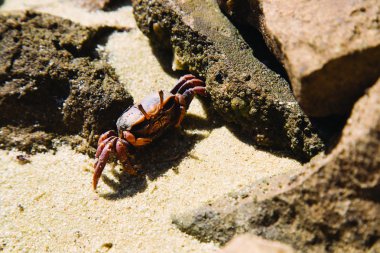 Yengeç kumsalda güneş ışığında yüzeye çıkar.
